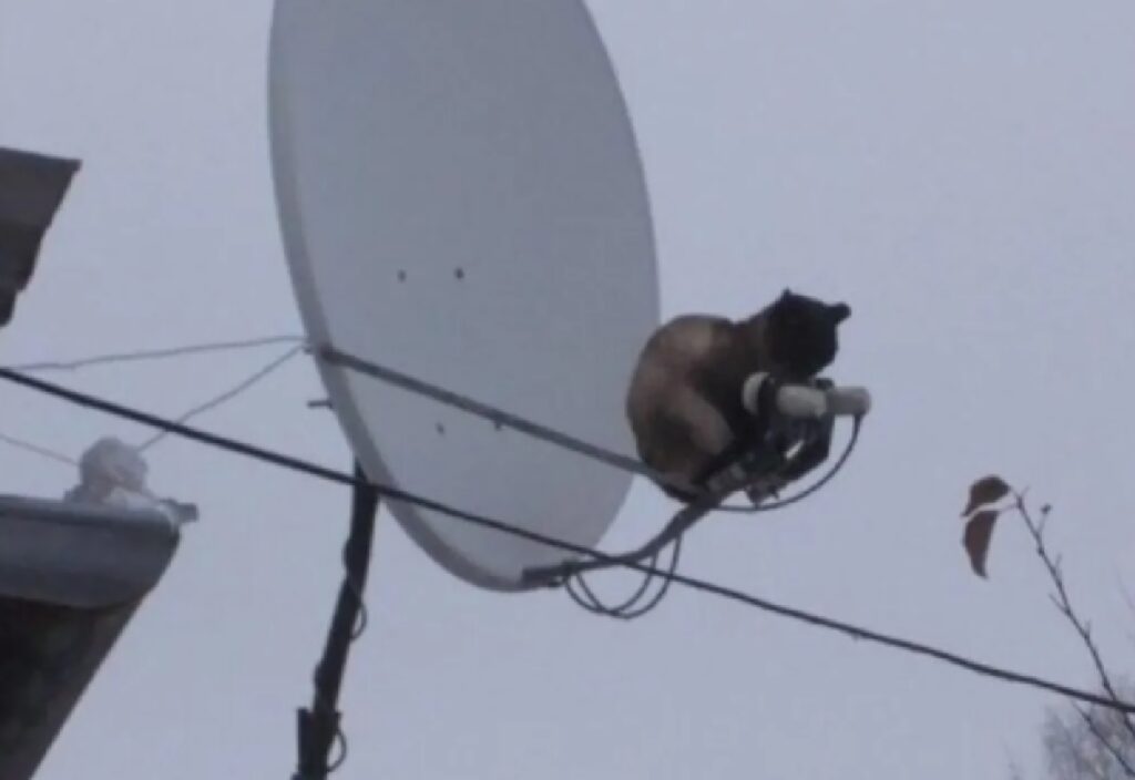gatto su antenna della casa 