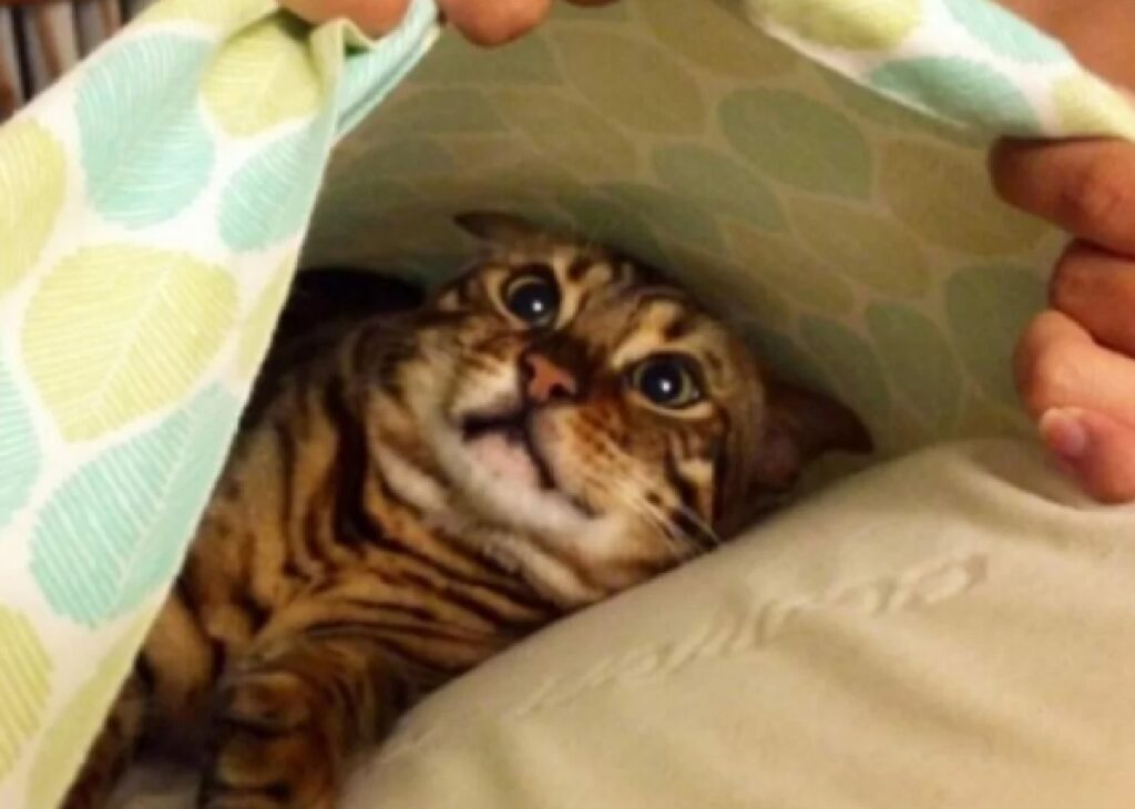 gatto scoperto sotto il lenzuolo 