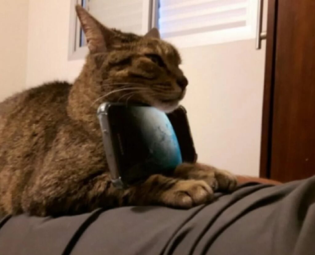 gatto telefono sotto mento 