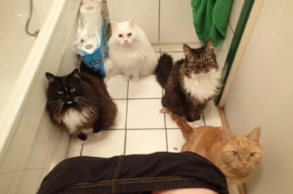 gatto osservano proprietario in bagno 