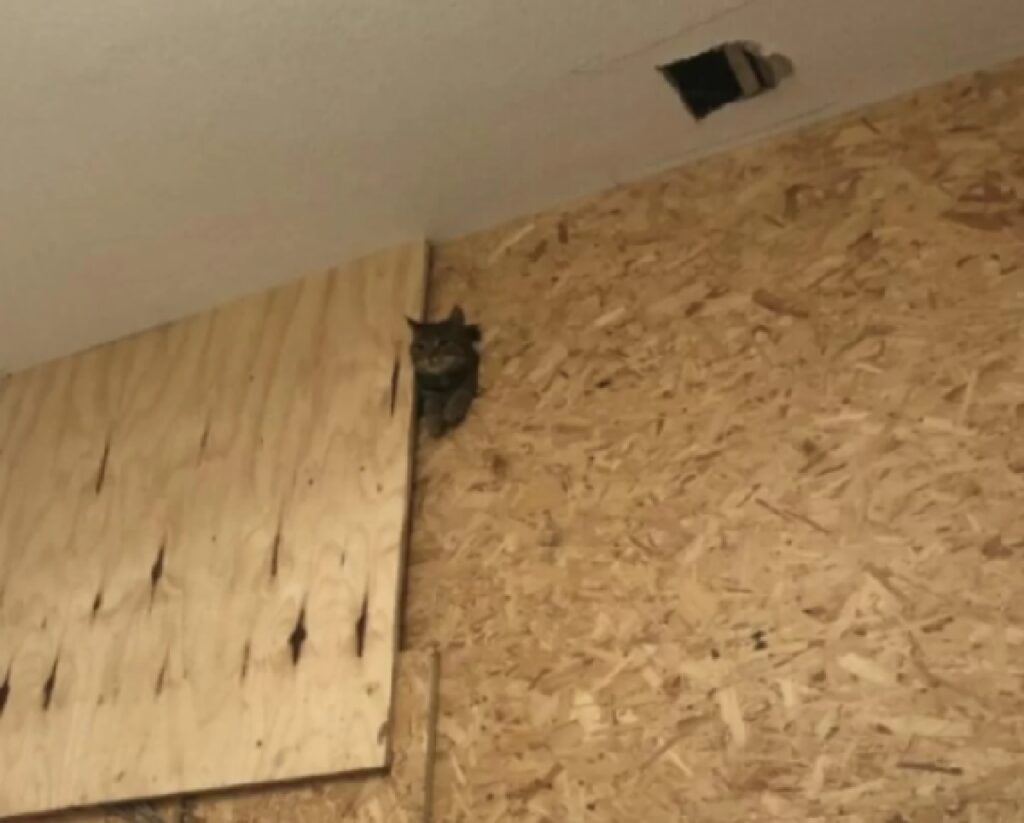 gatto sbuca fuori da parete