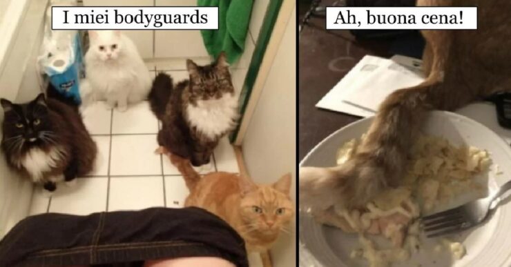 gatti che ci aiutano ad amare il mondo