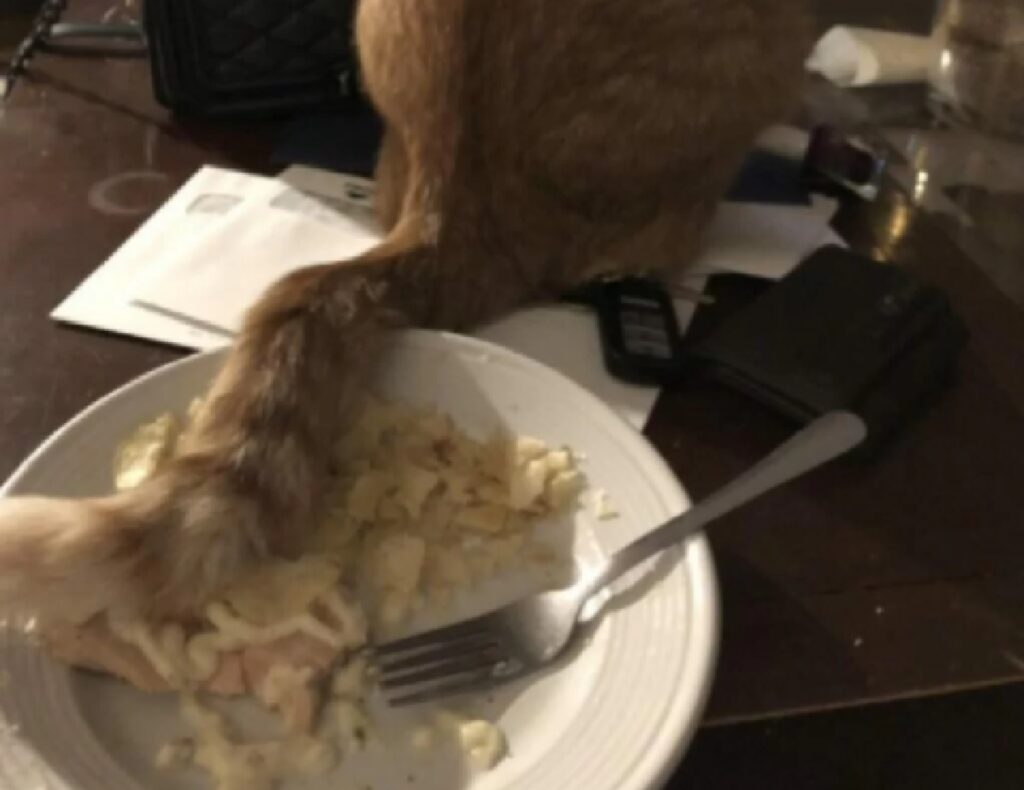 gatto coda su cibo 