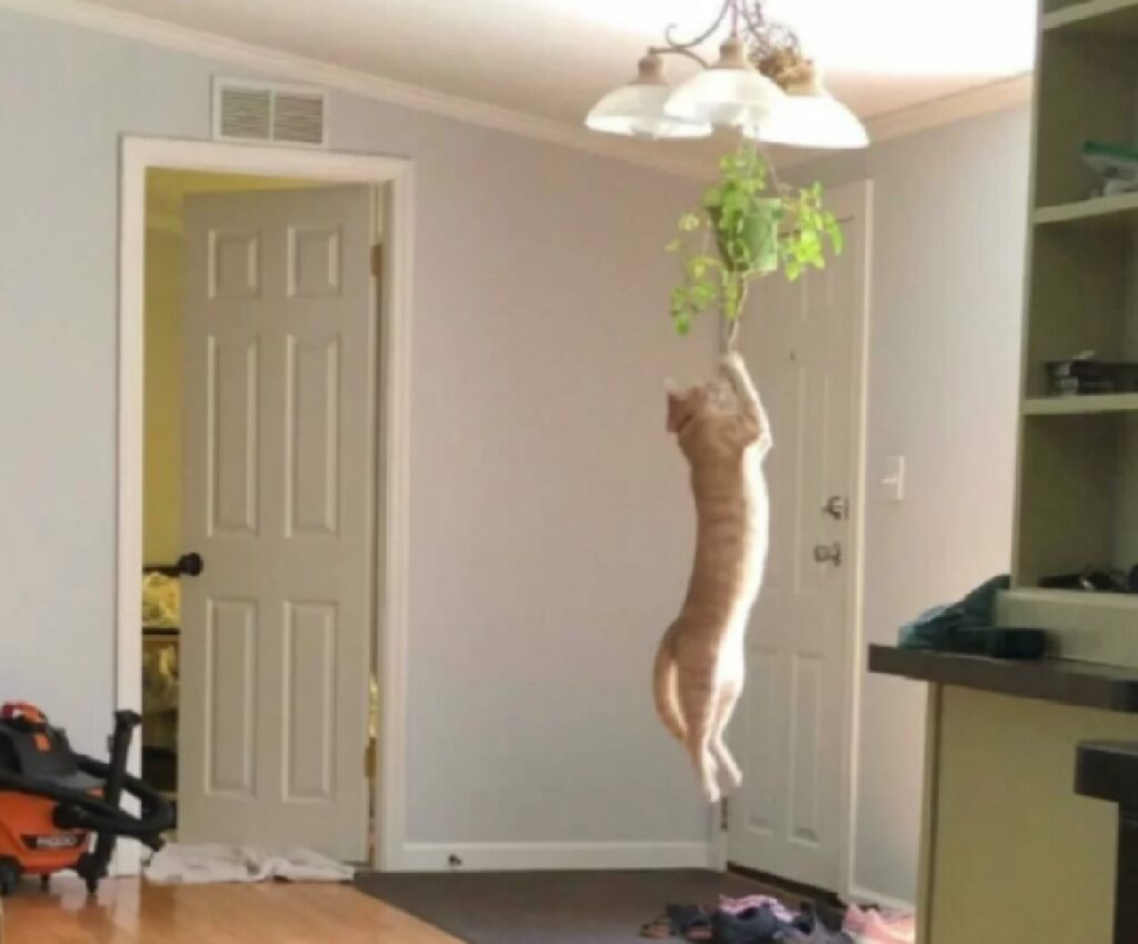 gatto appeso su lampada 