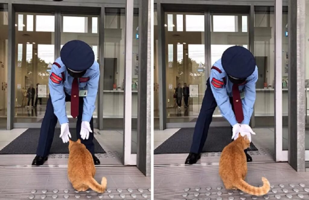 gatto rosso tenta avvicinamento 