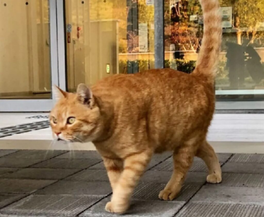 gatto rosso cammina 