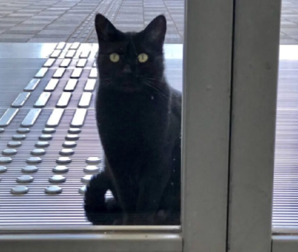 micio nero seduto angolo porta 
