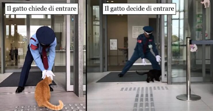 gatti che da anni provano ad entrare museo