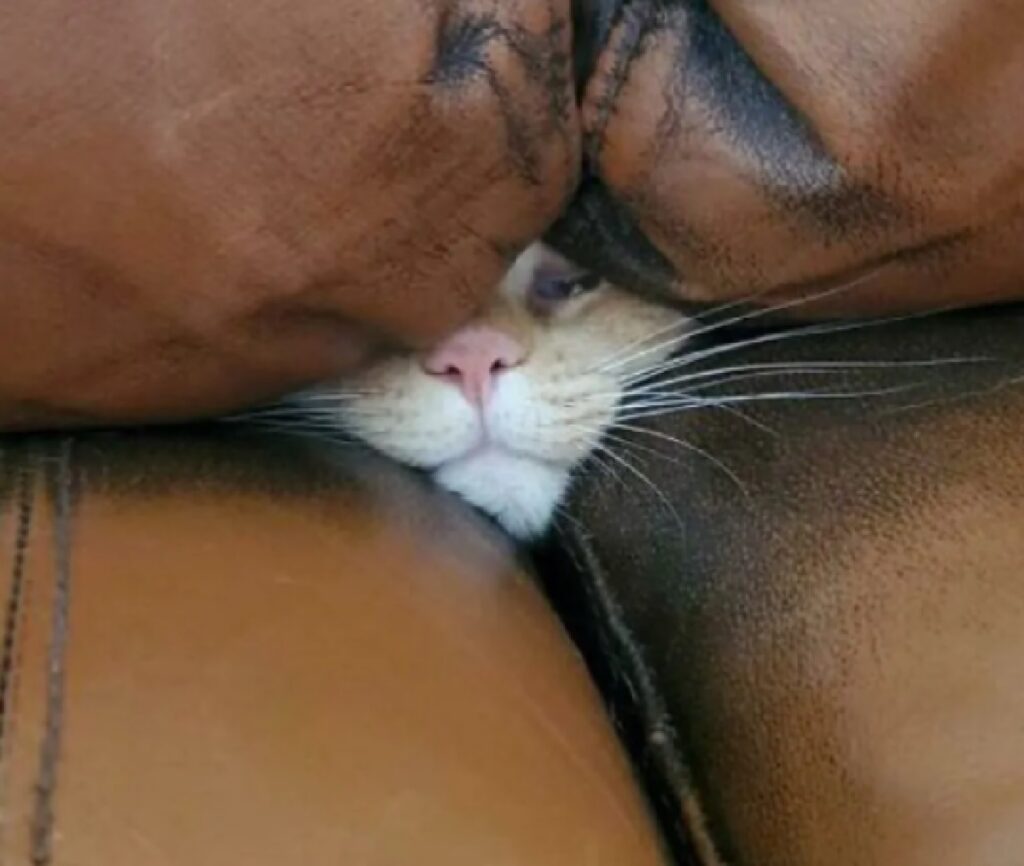 gatto muso infilato divano 