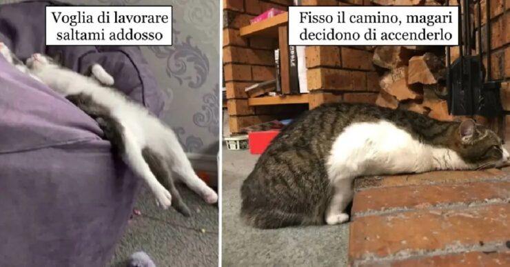 gatti che si comportano in modo misterioso