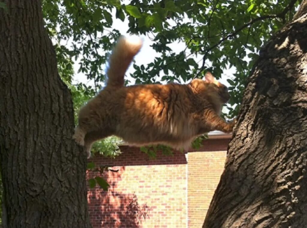 gatto zampe distese albero 