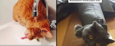 gatti che decidono di spegnere il cervello