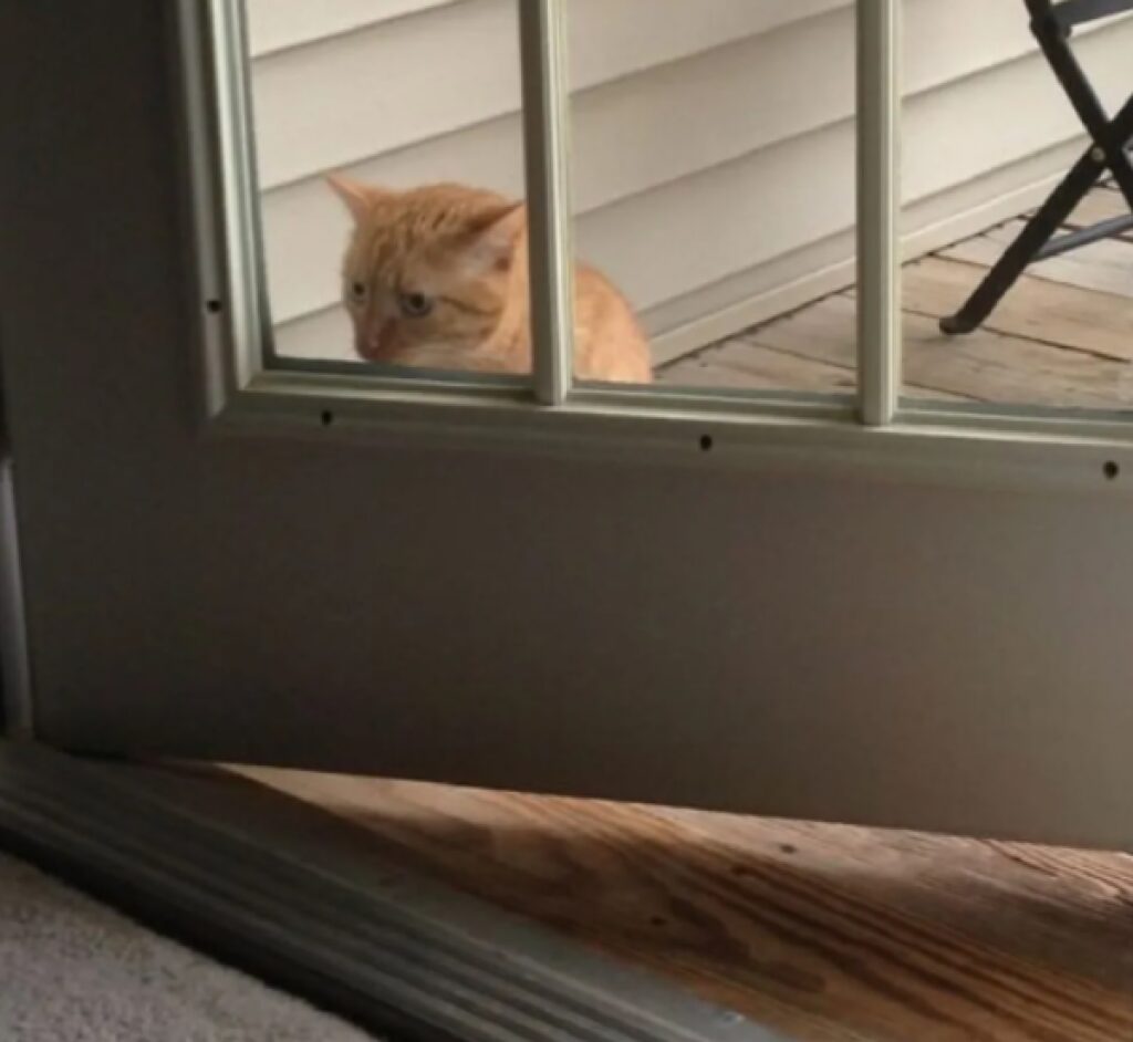 gatto dietro porta aperta 