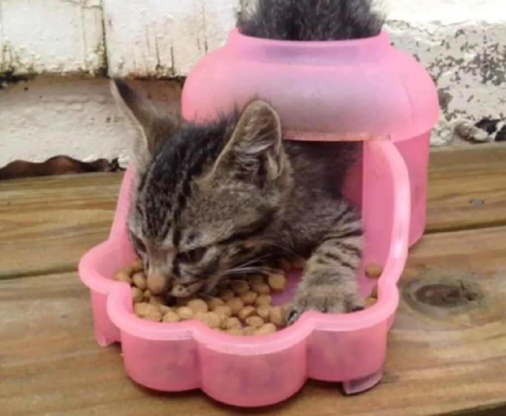 gatto mangia crocchette dispenser rosa 