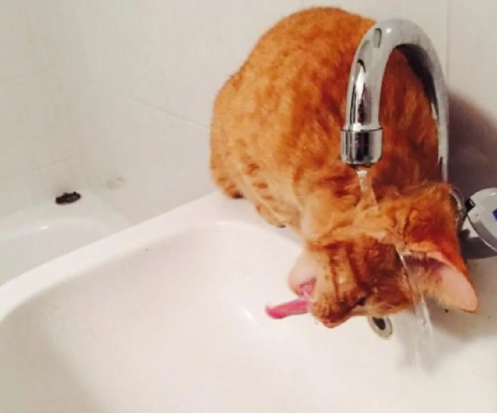 gatto non sa come bere acqua 