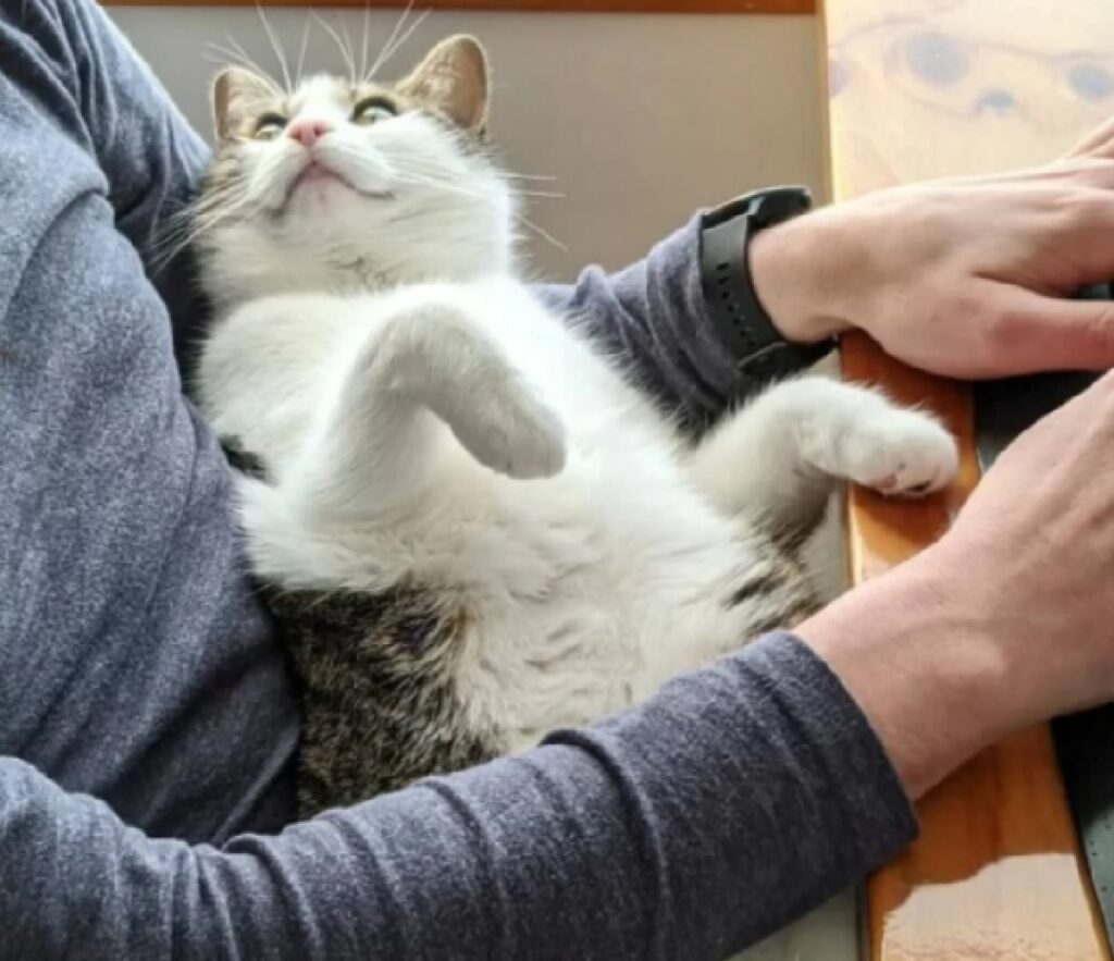 gatto tra le braccia confortevoli umane