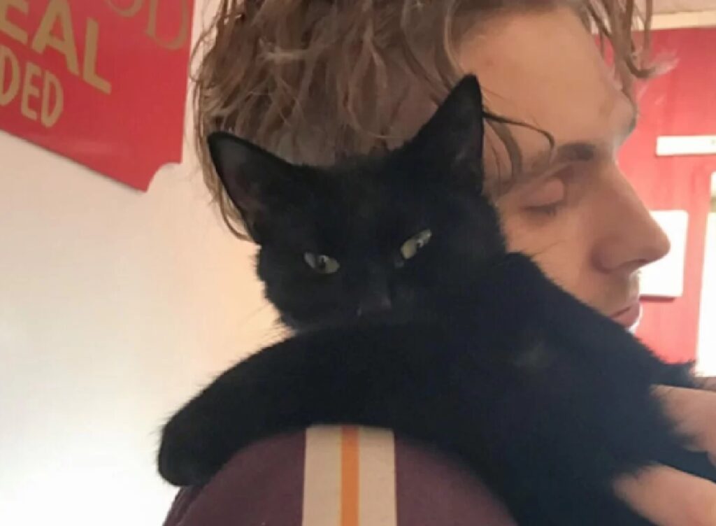 gatto nero su spalla 