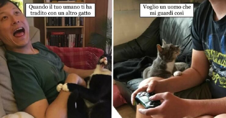 gatti che dimostrano diffidenza