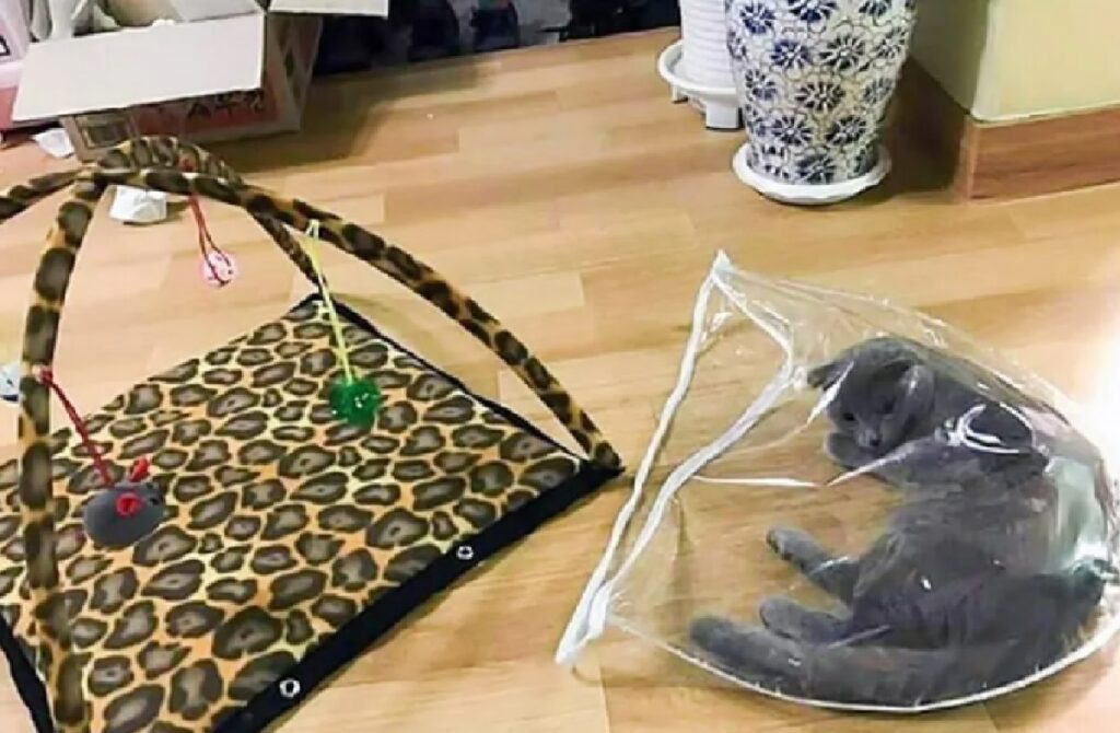 gatto dentro una busta di plastica 