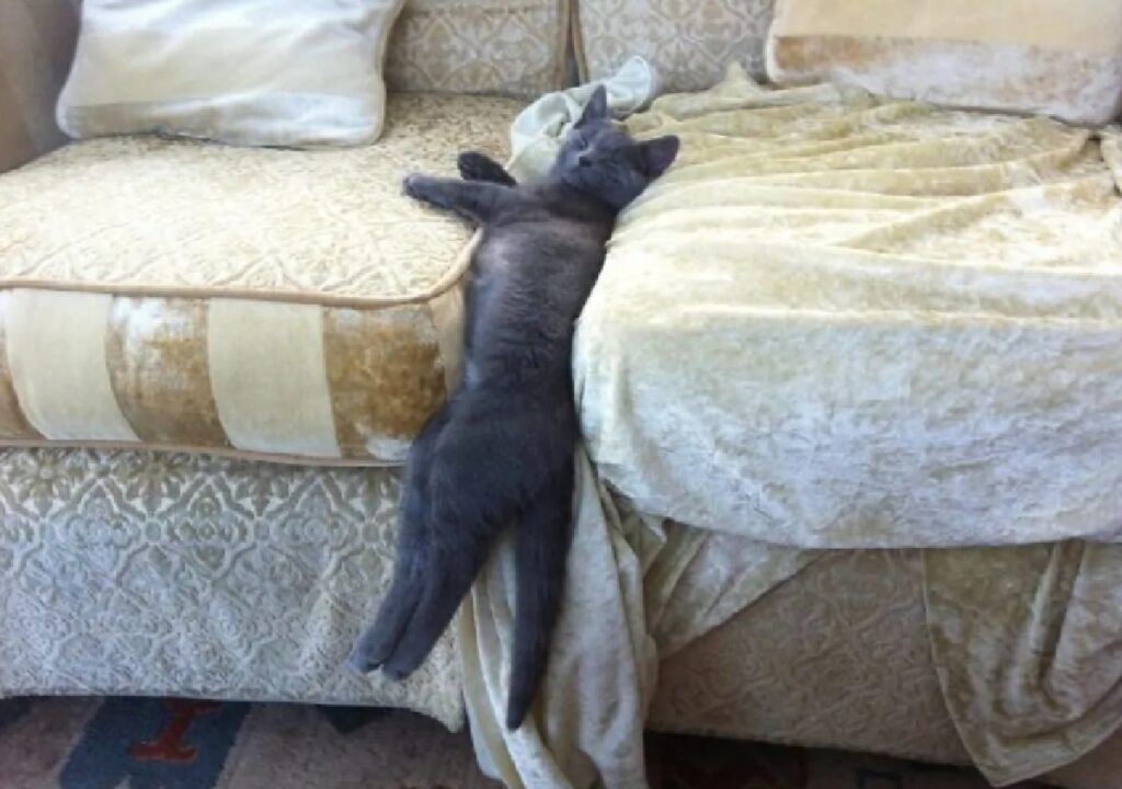 gatto tra due pezzi divano 