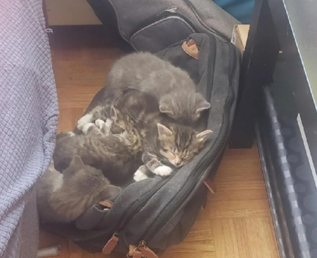 gatto vuole riposare dentro valigia 