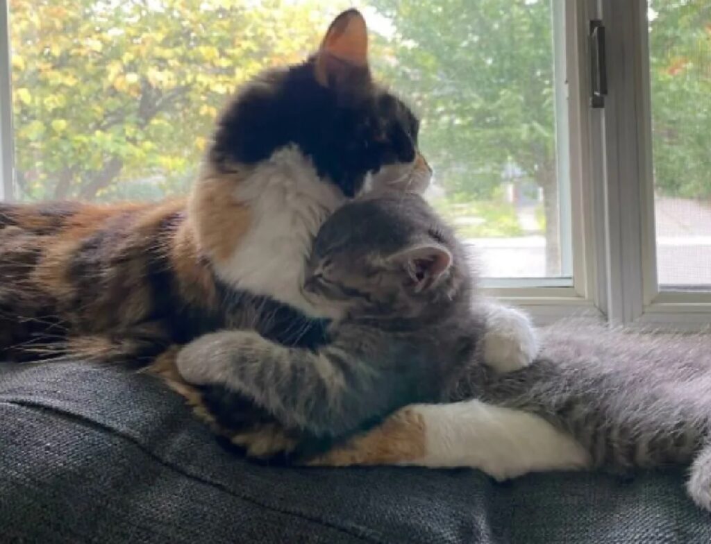gatti si abbracciano per amicizia 