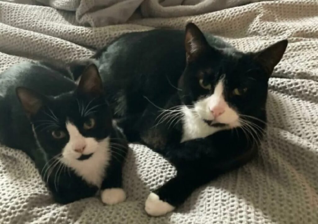 coppia gatti si assomigliano 