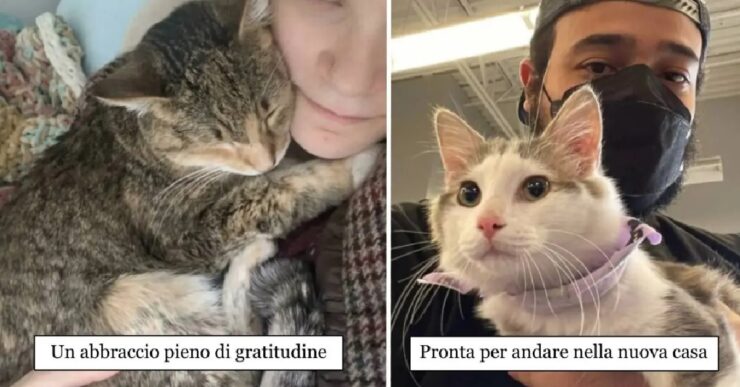 gatti che possono iniziare da capo