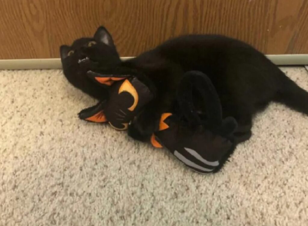 gatto nero felice di giocare 