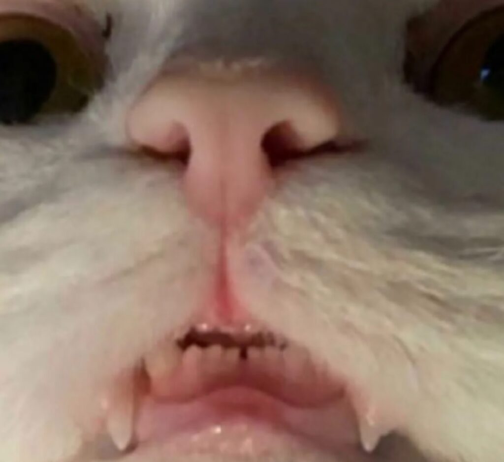 gatto naso rosa denti 