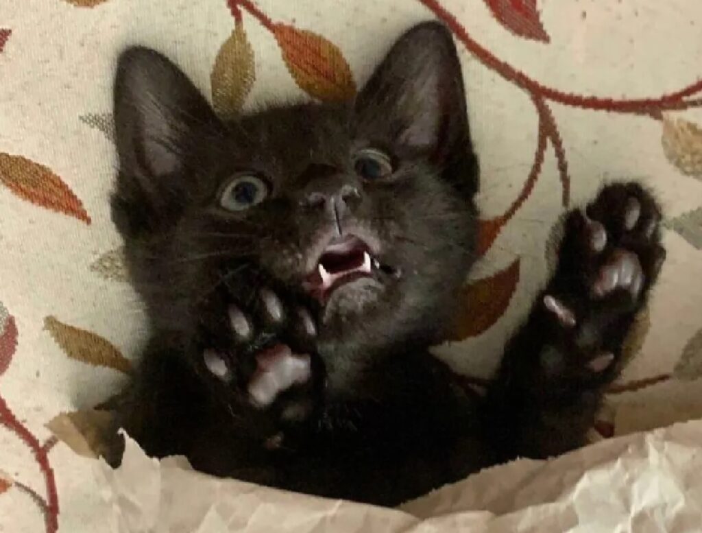 gatto nero alza zampe 