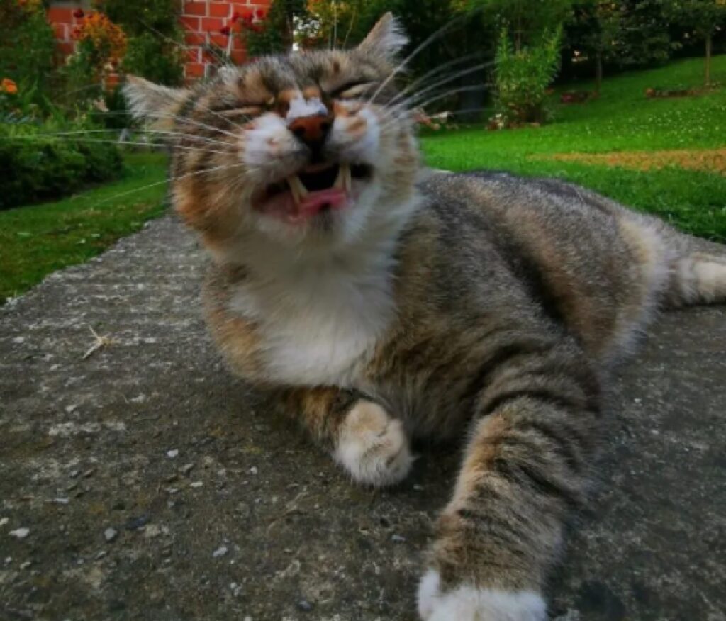 gatto soriano apre bocca 