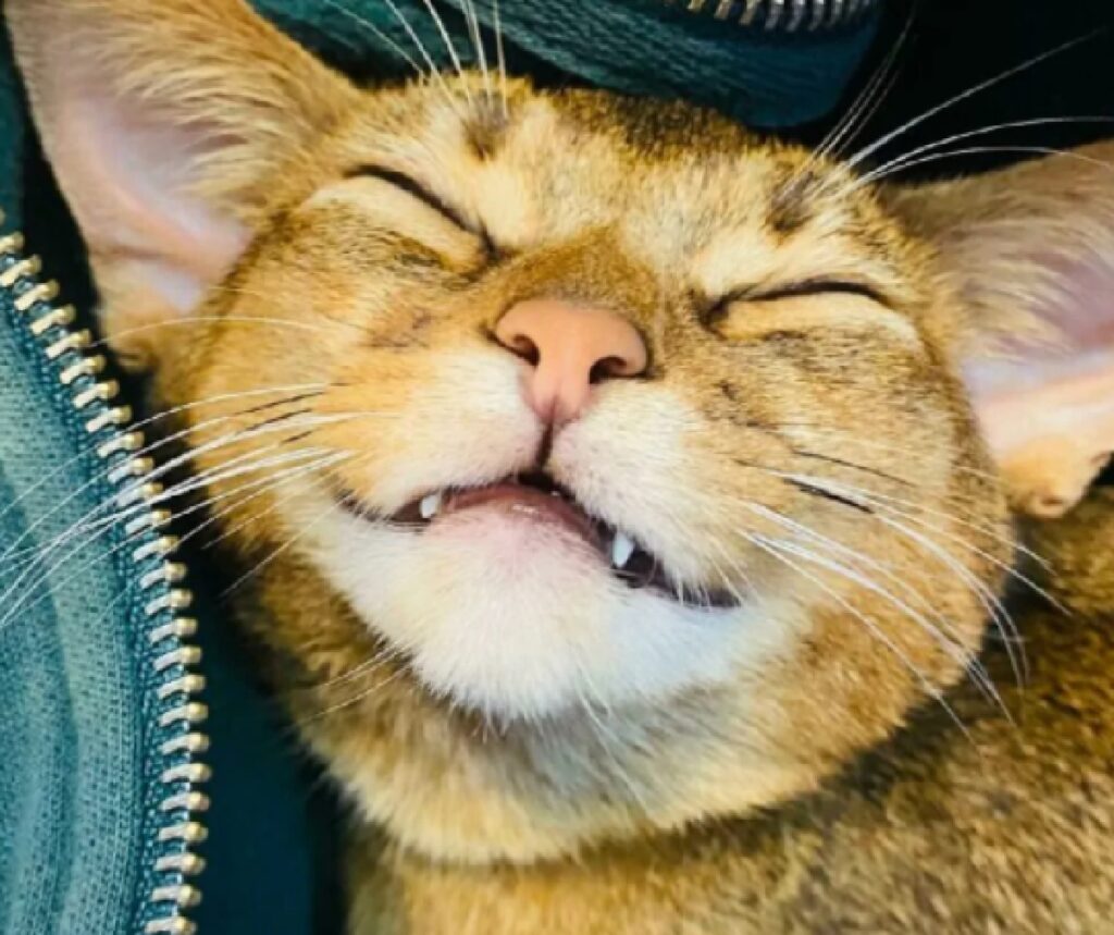 gatto sorriso trattenuto 
