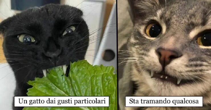 gatti che hanno studiato per essere attori