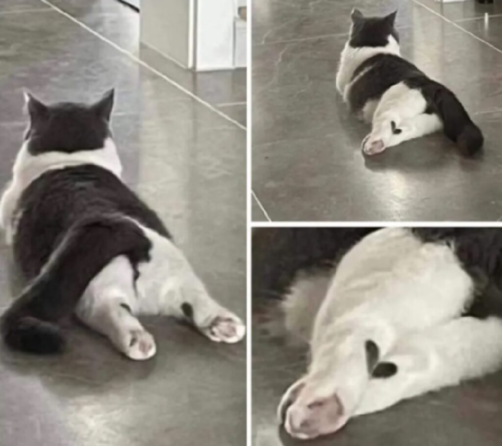 gatto forma cuore zampe