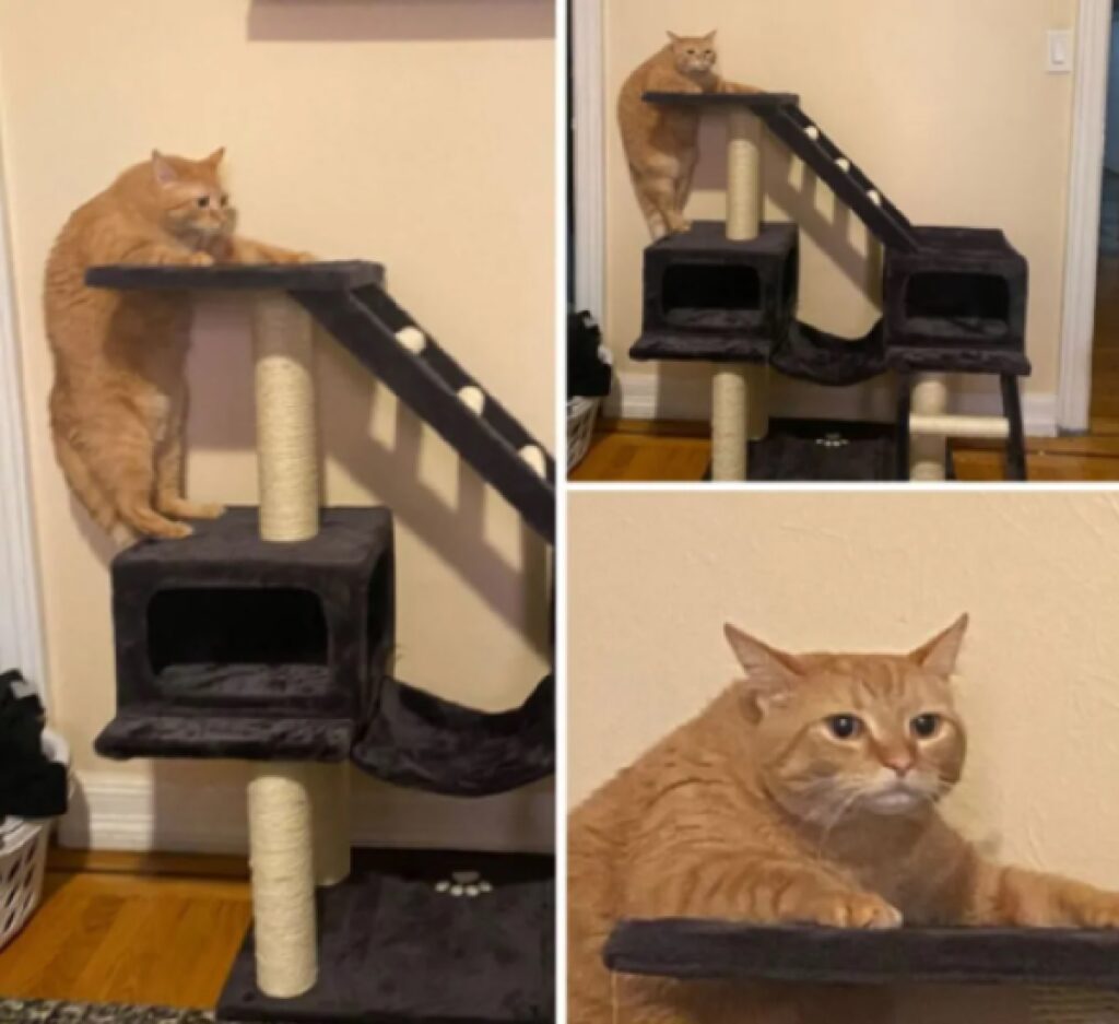 gatto sale su scaletta
