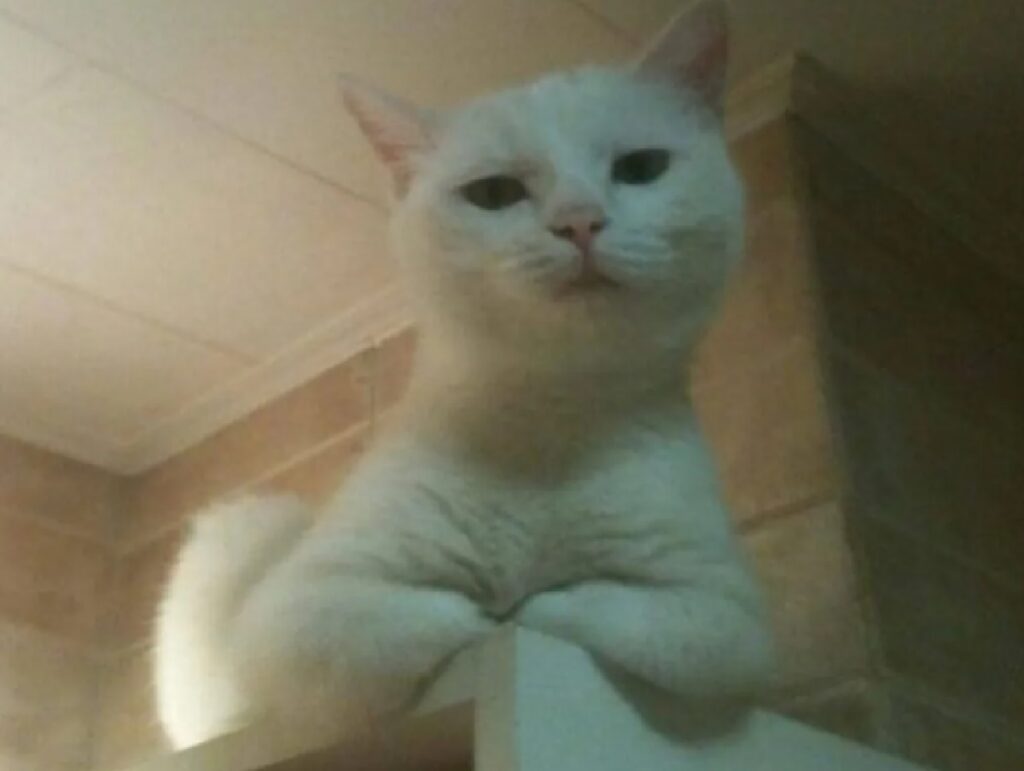 gatto bianco incrocia zampe