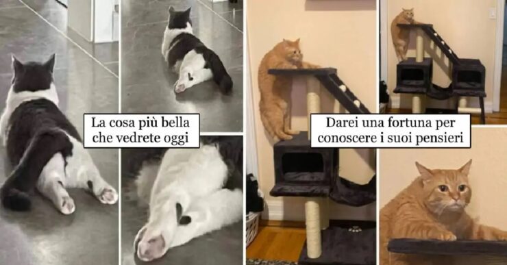 gatti che il mondo deve vedere