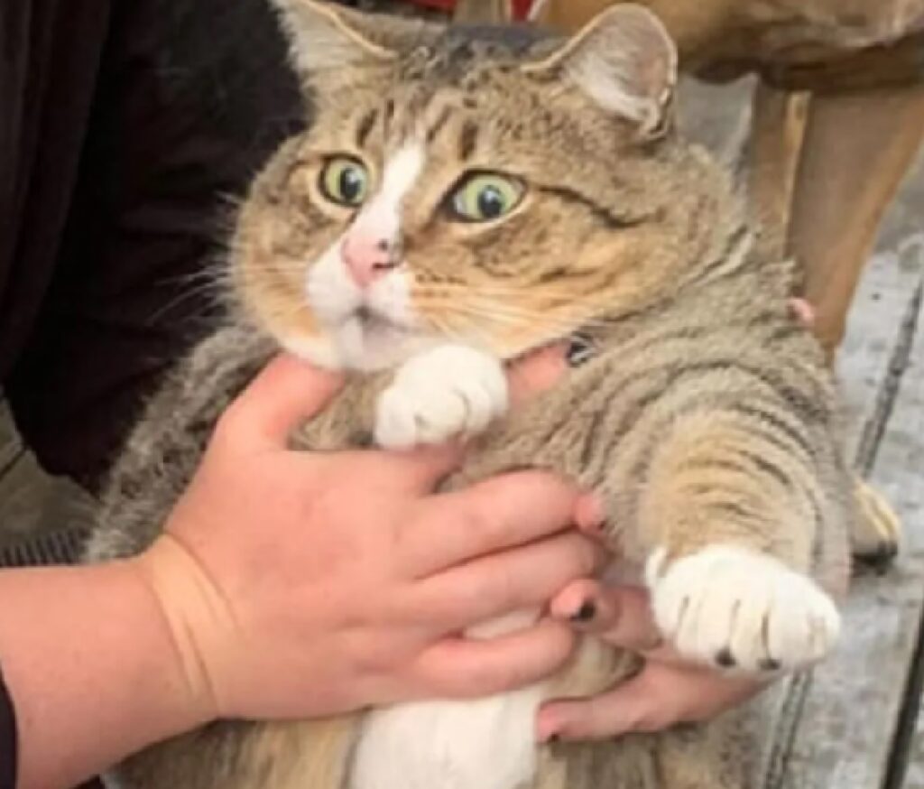 gatto soriano zampe grasse 