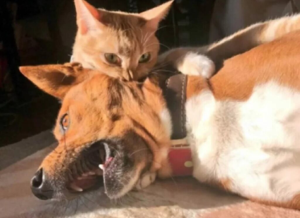 gatto rosso morde collo cane 