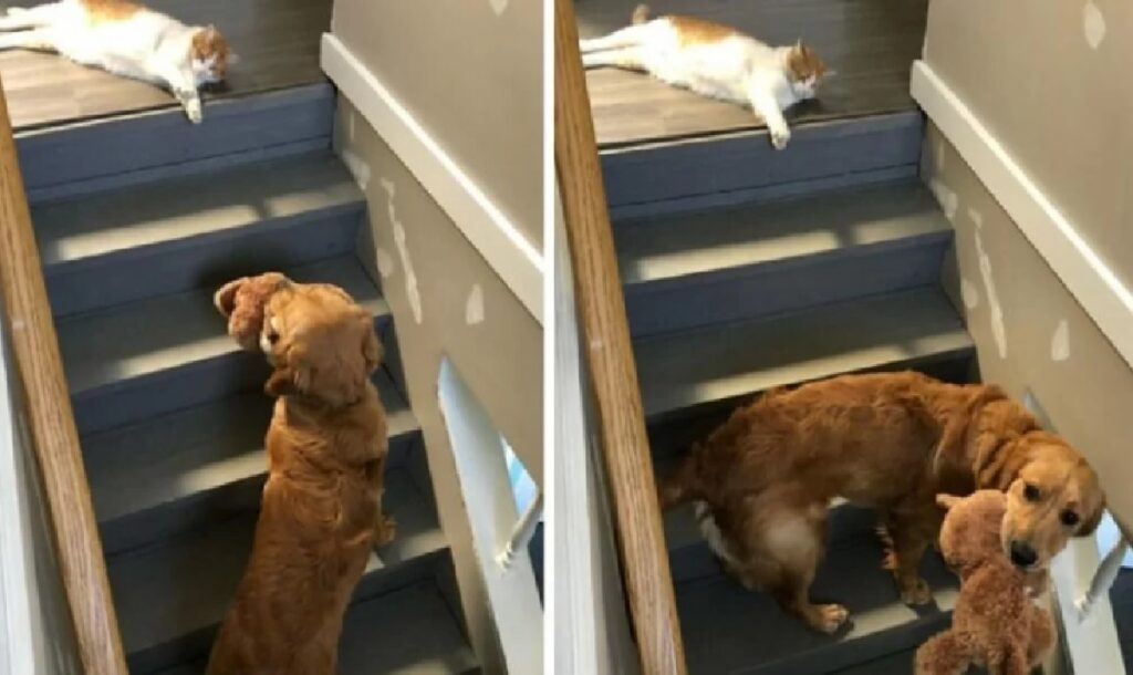 cane non può salire scale per colpa gatto 