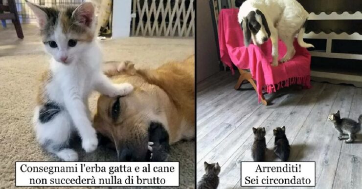 gatti che non lasciano perdere i cani