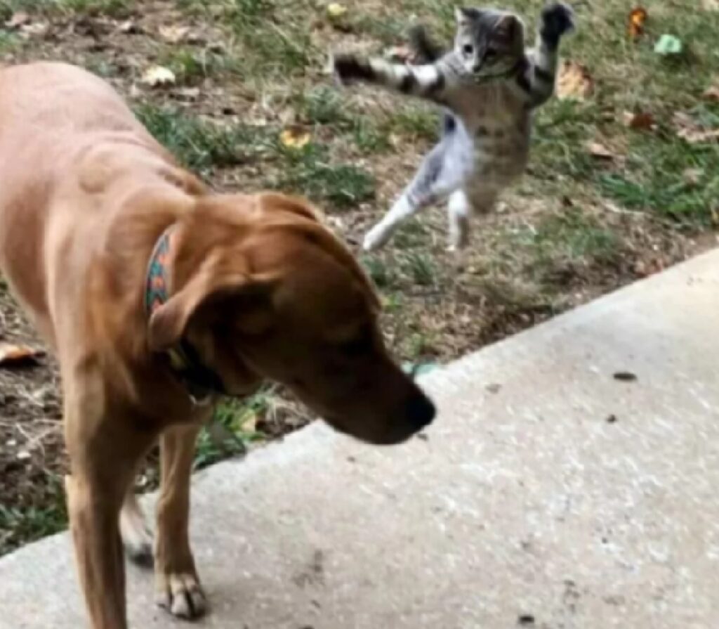 gatto sta saltando addosso cane 