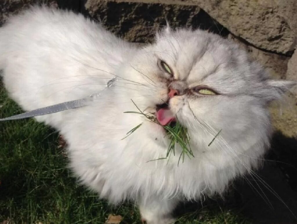 gatto con erba del prato 