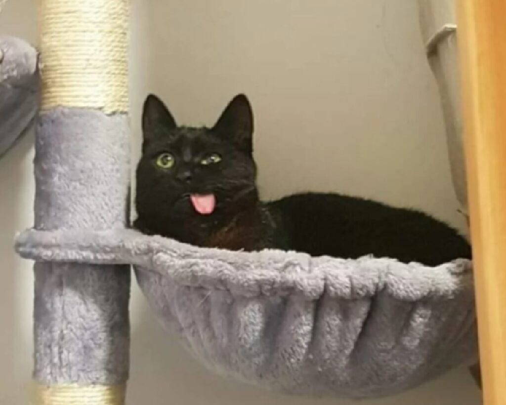 gatto nero lingua esposta 