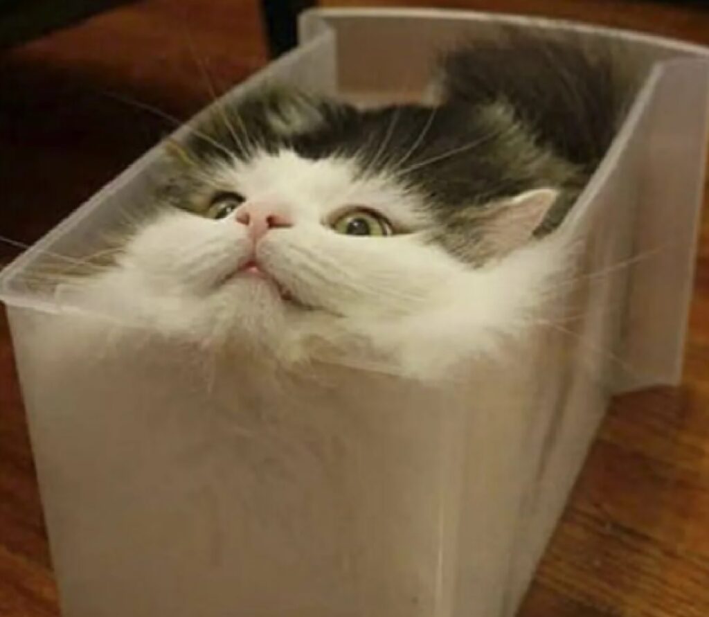 gatto dentro vaschetta di plastica 