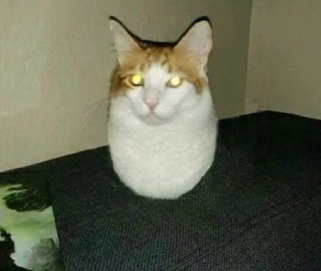 gatto sembra ovale 