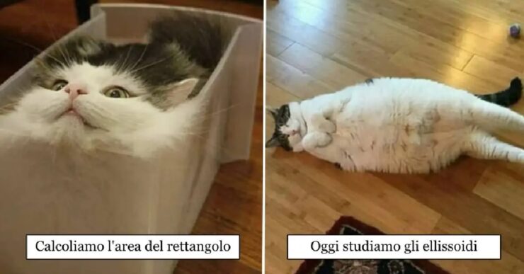 gatti che potrebbero fare gli insegnanti