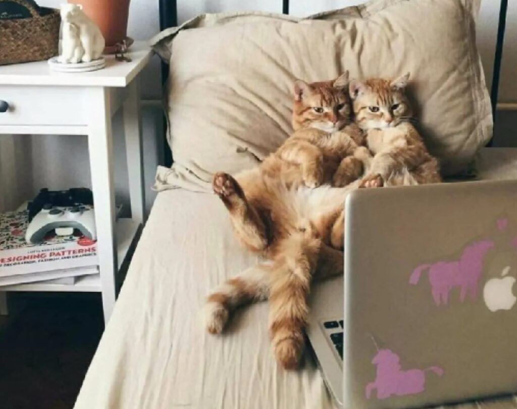 due gatti sul letto 