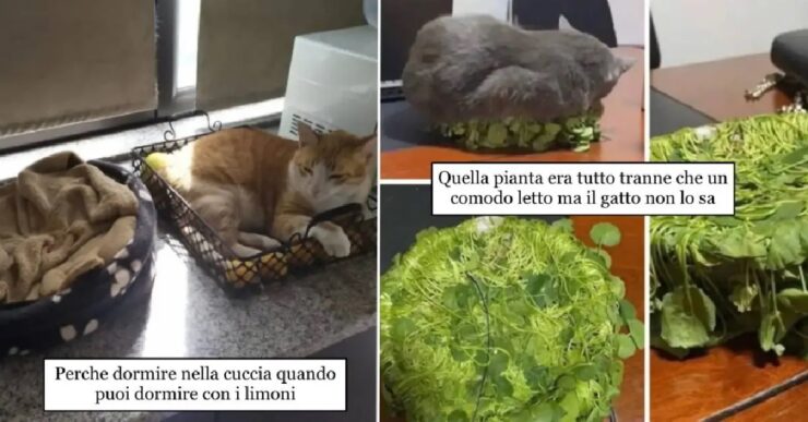 gatti che riassumono pensiero felino per dormire